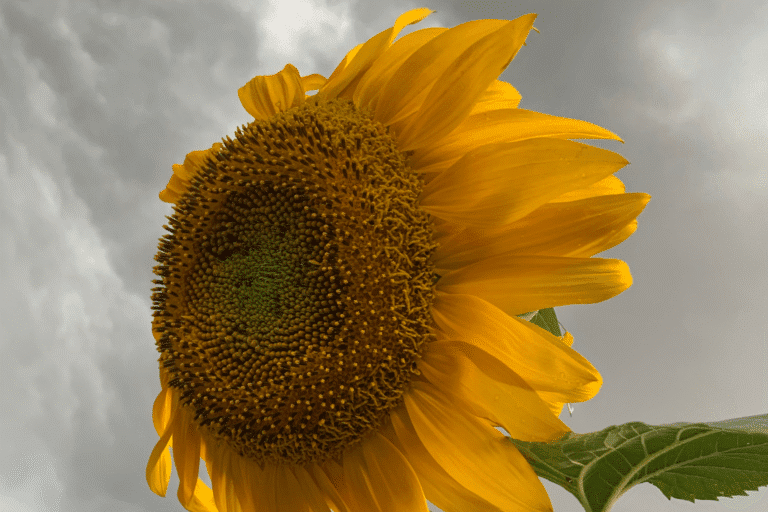 Resilient sunflower against a dramatic sky, symbolizing healing through storytelling and finding light in difficult times.