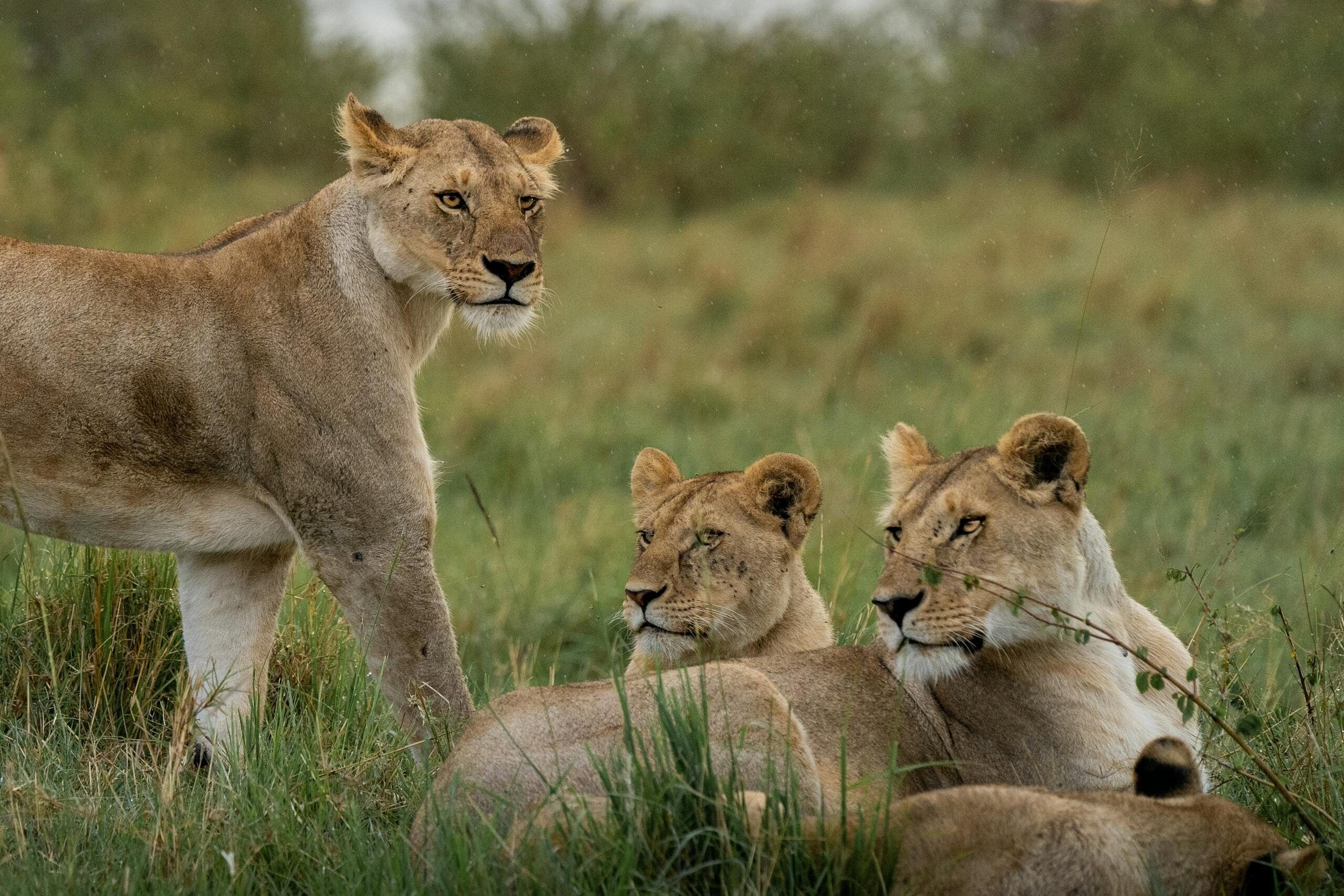 A group of lionesses resting in the savannah as the sun rises in Maasai Mara, Kenya, symbolizing feminine power and matriarchal society
